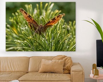 butterfly by Marcel Kelfkens