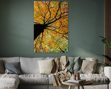 Boom vol met prachtige herfstbladeren van Marloes Post