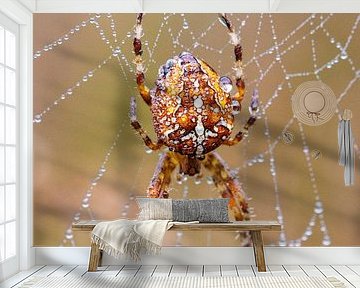 Kruisspin van ton vogels