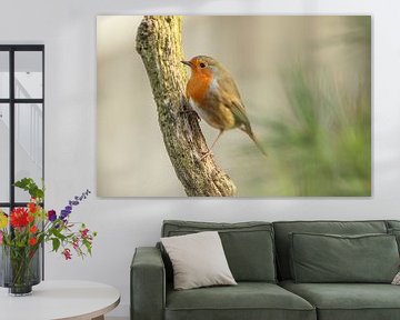 Robin on a branch. by cindy kuiphuis