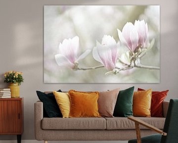 Magnolia bloemen in pastel kleur van Dirk-Jan Steehouwer