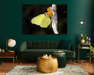 Papillon citron sur Niek Goossen