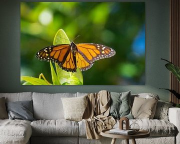 Großer orangefarbener Schmetterling sitzt auf einem grünen Blatt in der Sonne von adventure-photos