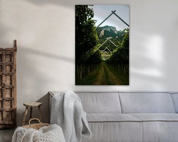 Ein Blick durch einen Weinberg in Arco, Italien