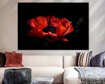 Poppy in the light by Derek Laout