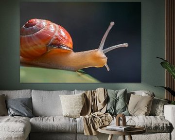 A snail's pace, a leisurely stroll. by Jolanda de Jong-Jansen
