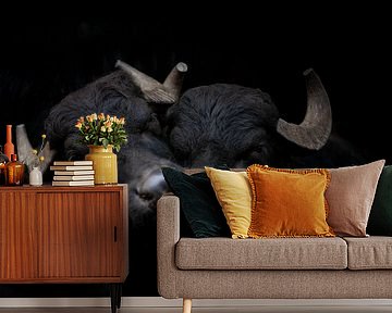 Two water buffaloes on black by Janine Bekker Photography