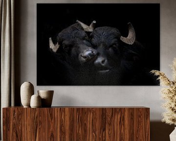 Twee waterbuffels op zwart van Janine Bekker Photography