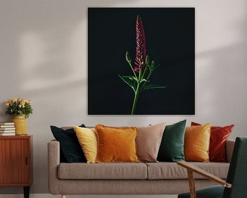 Bloem voor zwart