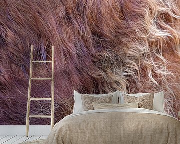 Schotse hooglander kalfjes vacht