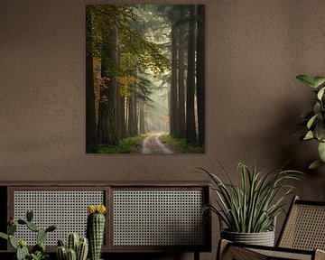Towards the light by Jeroen Schouten
