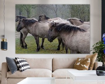 horses
