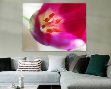 Roze tulp van Hester van den Hoek