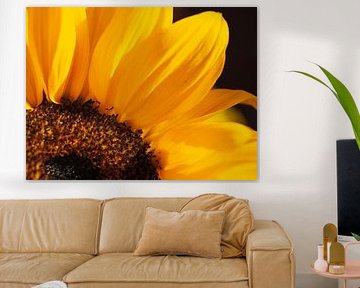 Route de soleil - sunflower in detail