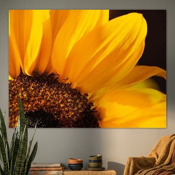 Route de soleil - sunflower in detail