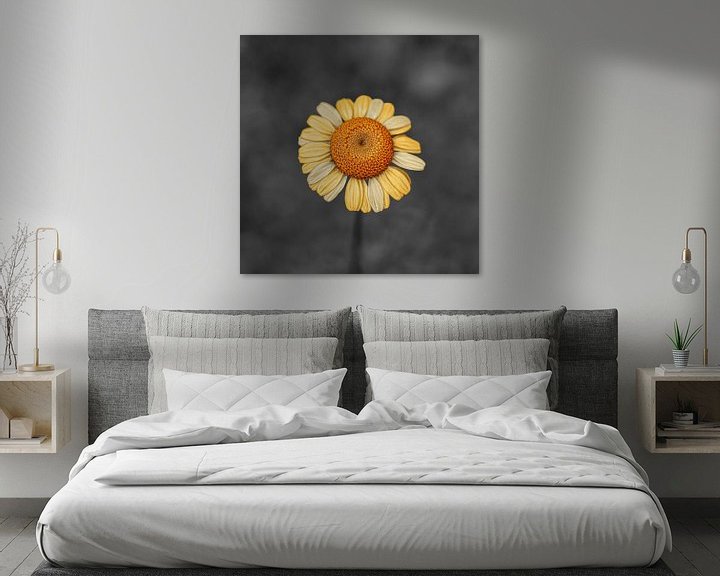 Sfeerimpressie: Gele grote bloem op een donker achtergrond van Kyle van Bavel