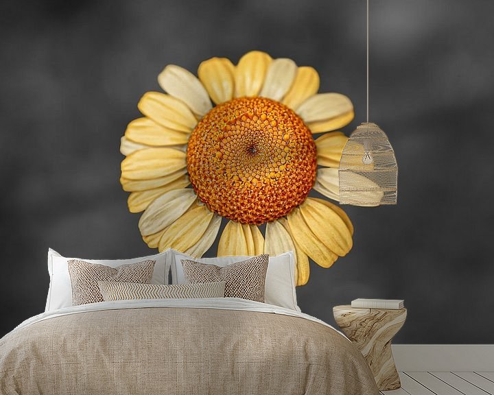 Sfeerimpressie behang: Gele grote bloem op een donker achtergrond van Kyle van Bavel