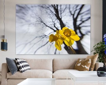 Daffodil and tree by Niek Goossen