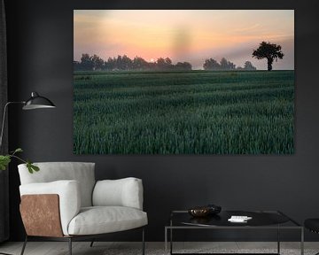 Vroege ochtend in het mistige veld