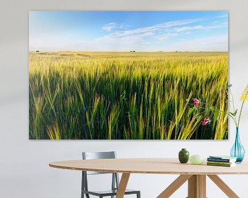 Fields of wheat in summer time by Yevgen Belich