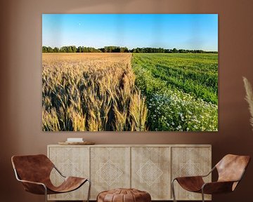 Fields of wheat in summer time by Yevgen Belich