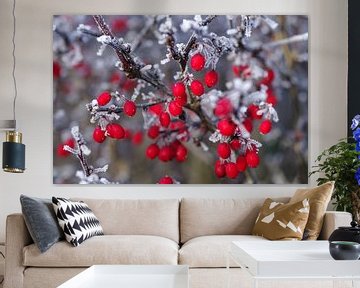 Rode bessen van barberry bedekt met vorst van cuhle-fotos