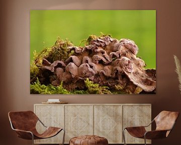 Chondrostereum purpureum, lichenized mushrooms in nature by Jolanda de Jong-Jansen