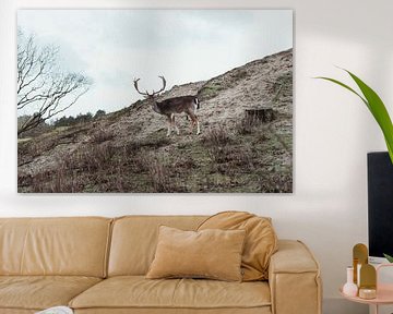 Männlicher Damhirsch mit großem Geweih in den Amsterdamer Wasserversorgungsdünen | Holland fine art  von Sanne Dost