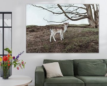 Jong damhert in de Amsterdamse Waterleidingduinen | Holland fine art foto print | Nederland, Europa van Sanne Dost