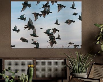 Swarm of starlings, dune area Vlieland Oct 2021 by Gerard Koster Joenje (Vlieland, Amsterdam & Lelystad in beeld)