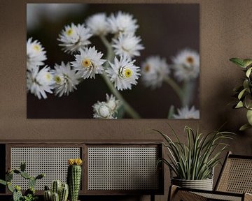 Edelweiss, comme tu es belle anaphalis triplinervis sur Jolanda de Jong-Jansen