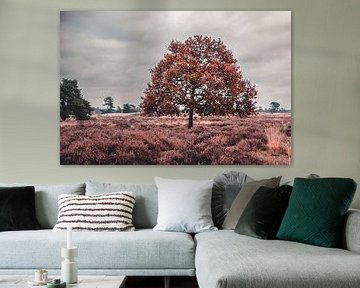 Dutch heather in autumn by Stefanie de Boer