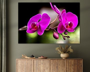 orchidées sur Barbara Merlone