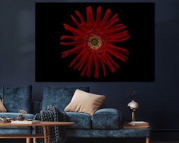 Gerbera, rot von Tanja van Beuningen