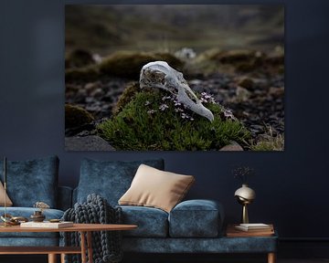 Icelandic skull of a bird by Danny Cullens