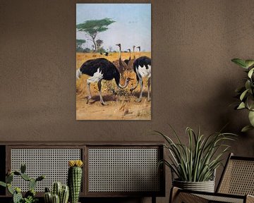 Wilhelm Kuhnert, herd of ostriches
