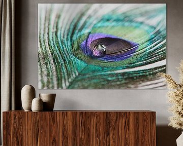 Drop on peacock feather by Monique de Koning