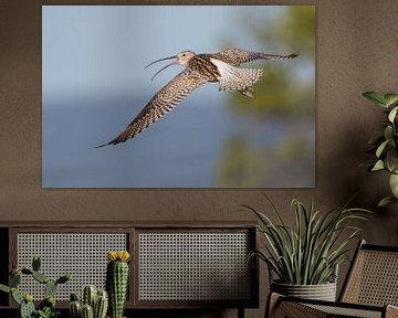 Eurasian Curlew (Numenius arquatus) in flight. by Beschermingswerk voor aan uw muur