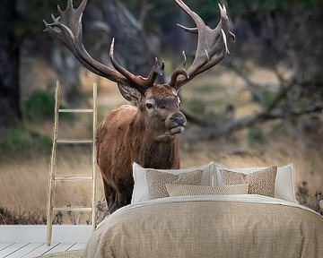 Rothirsche in der Brunftzeit von Evert Jan Kip