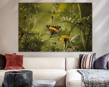 Atalanta butterfly in tagetes flower field by KB Design & Photography (Karen Brouwer)