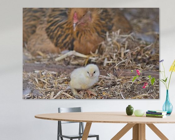 Aperçu de la chambre