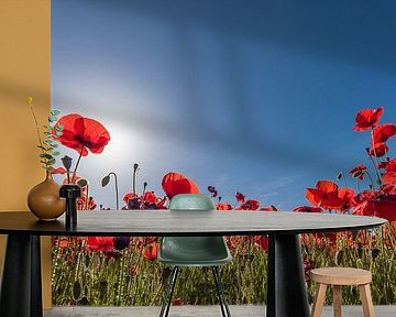 In het bloeiende klaprozenveld