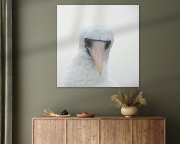 nazca booby in Galapagos van Jacintha Van beveren