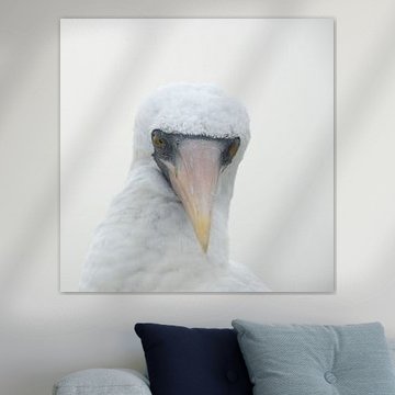 nazca booby in Galapagos