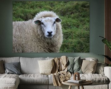 Dutch sheep on the dike by VenPhoto