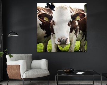 Cow regarde dans la caméra sur Fotografie Arthur van Leeuwen