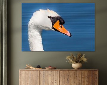 Portrait of a Mute Swan