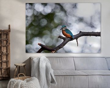 IJsvogel