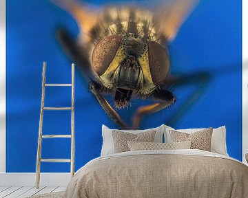 Nur eine neugierige Fliege