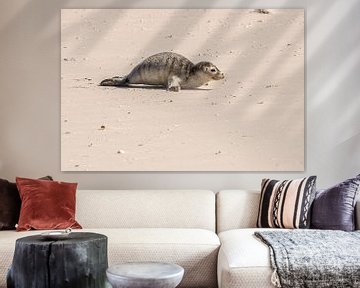 Junger Seehund am Strand von Amrum von Alexander Wolff